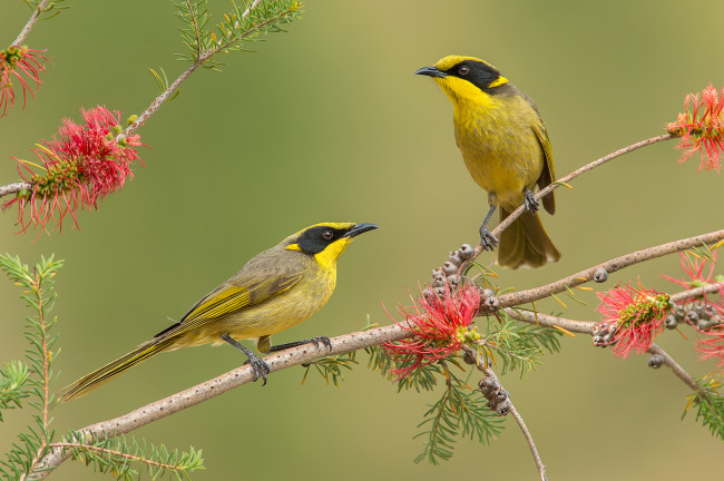 Обои картинки фото yellow-tufted honeyeater, животные, птицы, птичка