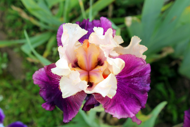 Обои картинки фото цветы, ирисы, макро