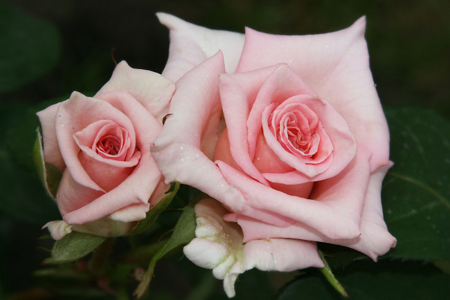 Обои картинки фото цветы, розы, розовый