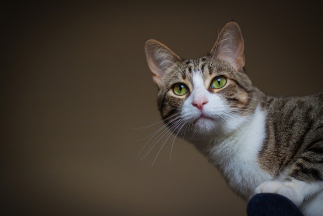 Обои картинки фото животные, коты, киса