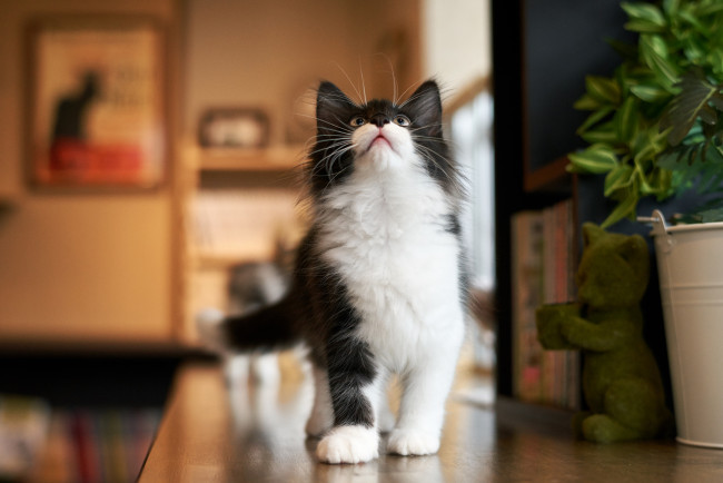 Обои картинки фото животные, коты, котенок