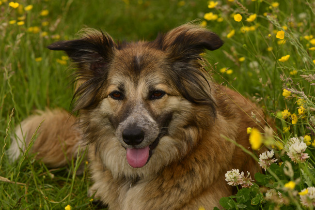Обои картинки фото животные, собаки, пес