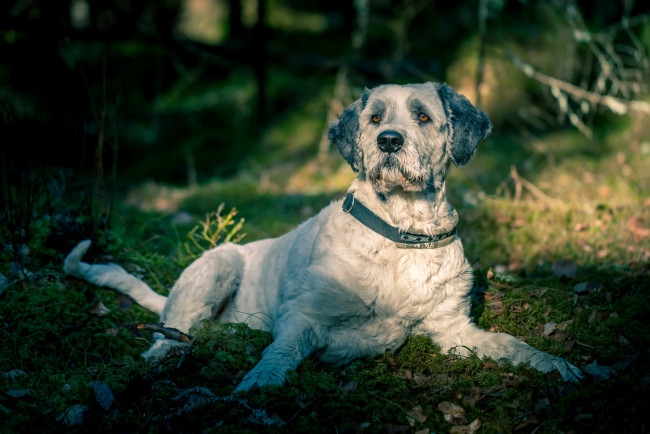 Обои картинки фото животные, собаки, пес