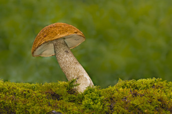 Картинка природа грибы грибок