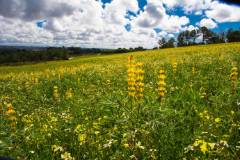 Картинка природа луга простор