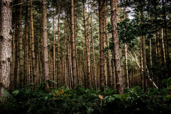 Картинка природа лес деревья