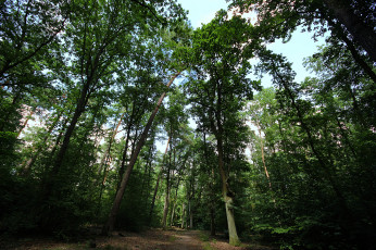 Картинка природа лес деревья