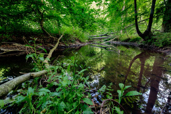 Картинка природа реки озера река лес