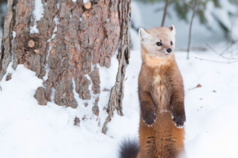 Картинка животные хорьки +куницы +горностаи +ласки +соболи куница зверёк стойка зима снег