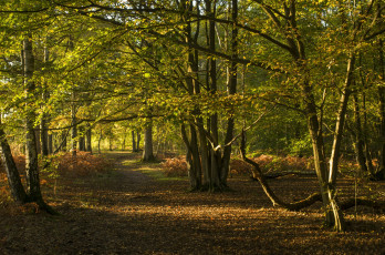 Картинка природа лес деревья