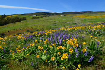 Картинка природа луга простор