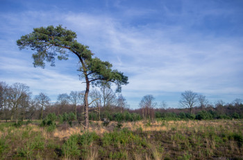 Картинка природа деревья дерево