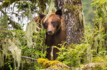 Картинка животные медведи фон природа медведь