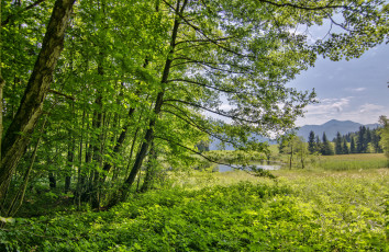 Картинка природа реки озера река лес