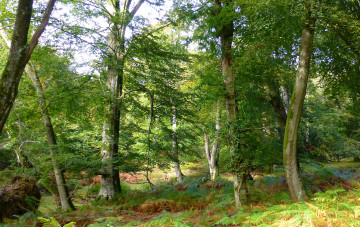 Картинка природа лес деревья