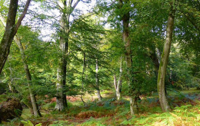 Обои картинки фото природа, лес, деревья