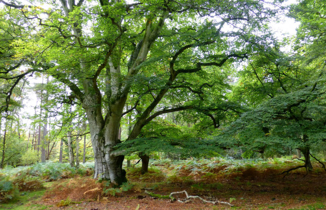 Обои картинки фото природа, лес, деревья