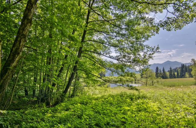 Обои картинки фото природа, реки, озера, река, лес