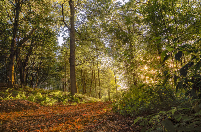 Обои картинки фото природа, лес, деревья