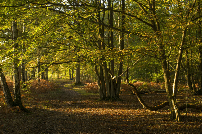 Обои картинки фото природа, лес, деревья