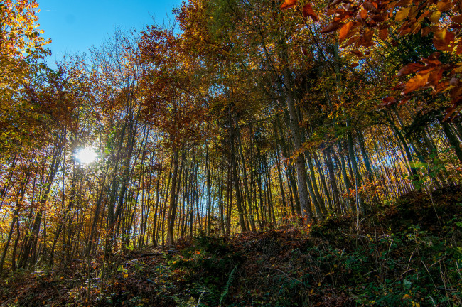 Обои картинки фото природа, лес, деревья