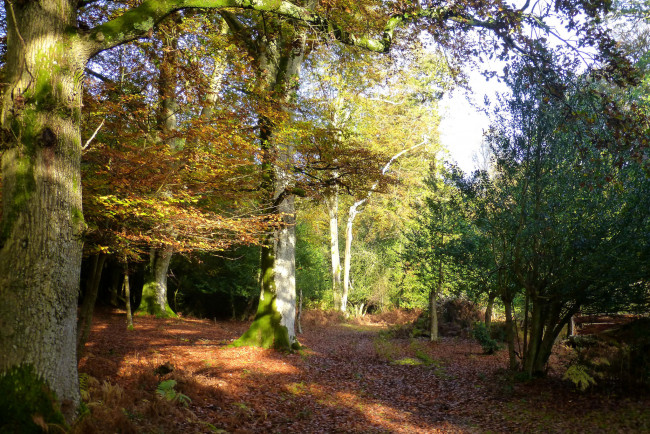 Обои картинки фото природа, лес, деревья