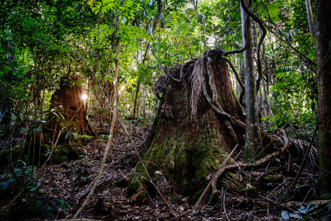 Обои картинки фото природа, лес, деревья