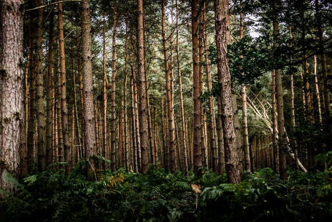 Обои картинки фото природа, лес, деревья