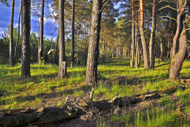 Обои картинки фото природа, лес, деревья