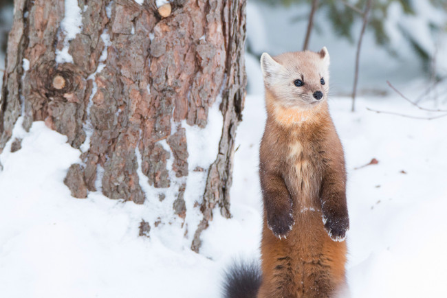 Обои картинки фото животные, хорьки,  куницы,  горностаи,  ласки,  соболи, куница, зверёк, стойка, зима, снег