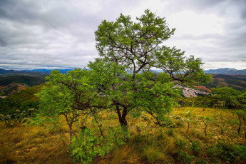 Картинка природа деревья простор