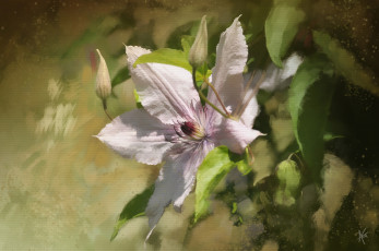 Картинка рисованное цветы текстура цветок клематис