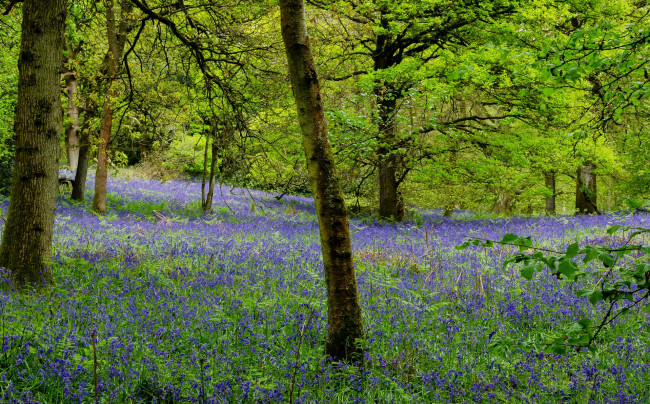 Обои картинки фото англия, природа, парк, деревья, цветы