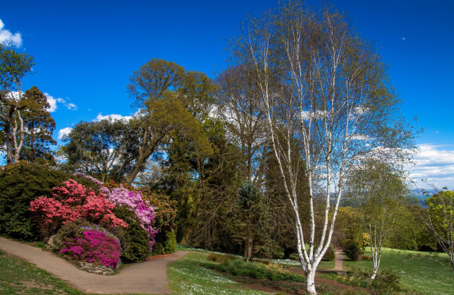 Обои картинки фото природа, парк, облака, трава, деревья, кустарники