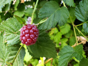 обоя природа, ягоды, ежевика