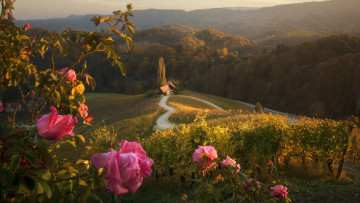 Картинка города -+пейзажи розы дом горы