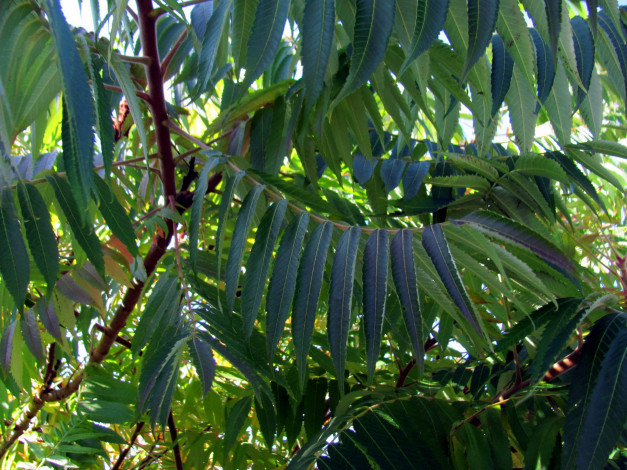 Обои картинки фото природа, листья