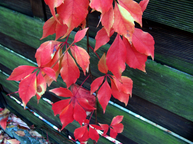 Обои картинки фото природа, листья, осень