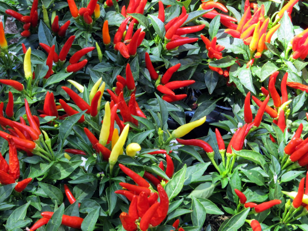 Обои картинки фото природа, плоды, перец