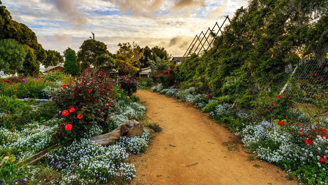 Обои картинки фото природа, парк, аллея, цветы