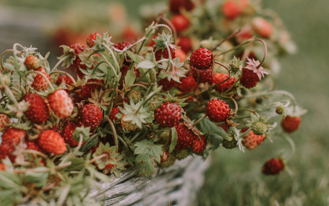 Обои картинки фото еда, клубника,  земляника, земляника