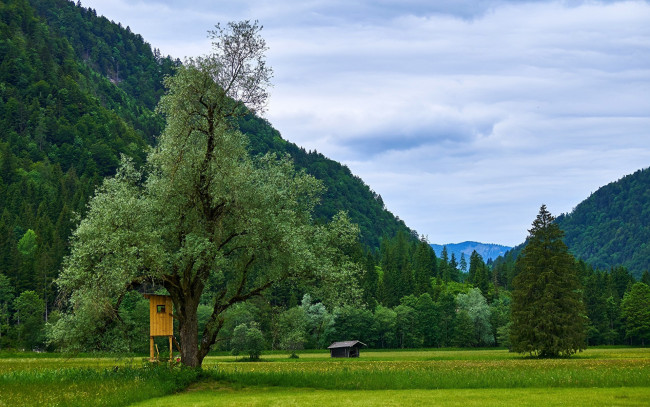 Обои картинки фото природа, луга, луг, горы, деревья, лето