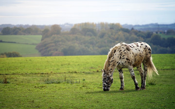 Картинка животные лошади лошадь луга роща