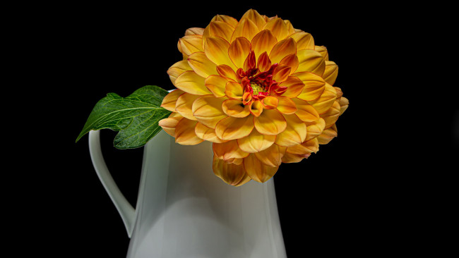 Обои картинки фото цветы, георгины, кувшин, георгин