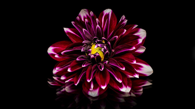 Обои картинки фото цветы, георгины, макро