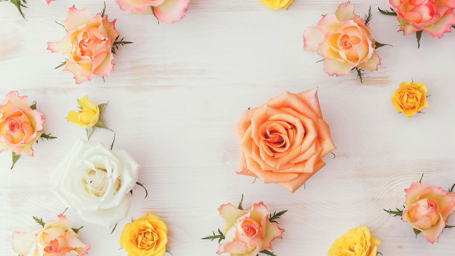 Обои картинки фото цветы, розы, бутоны