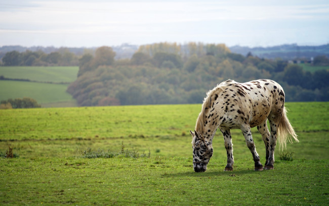 Обои картинки фото животные, лошади, лошадь, луга, роща