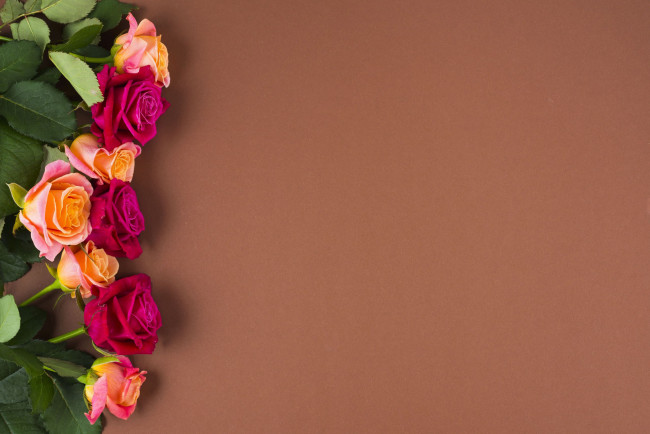 Обои картинки фото цветы, розы, бутоны