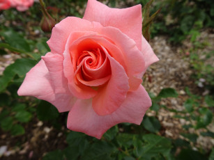 Картинка цветы розы розовая роза макро бутон