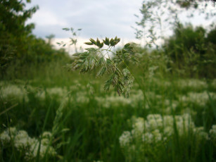 Картинка природа луга трава